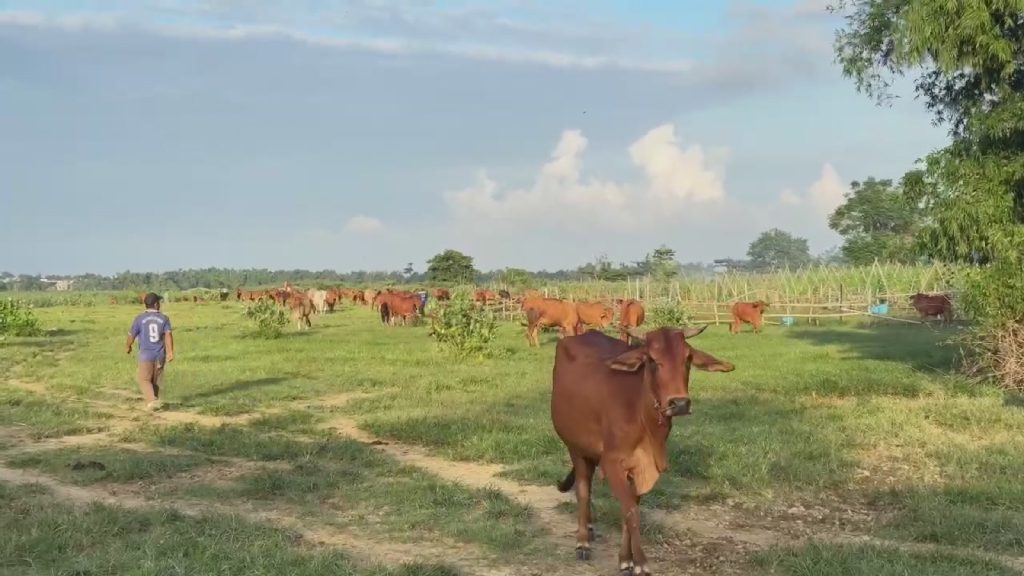 A cow walking toward the camera on the Khe Tân meadows