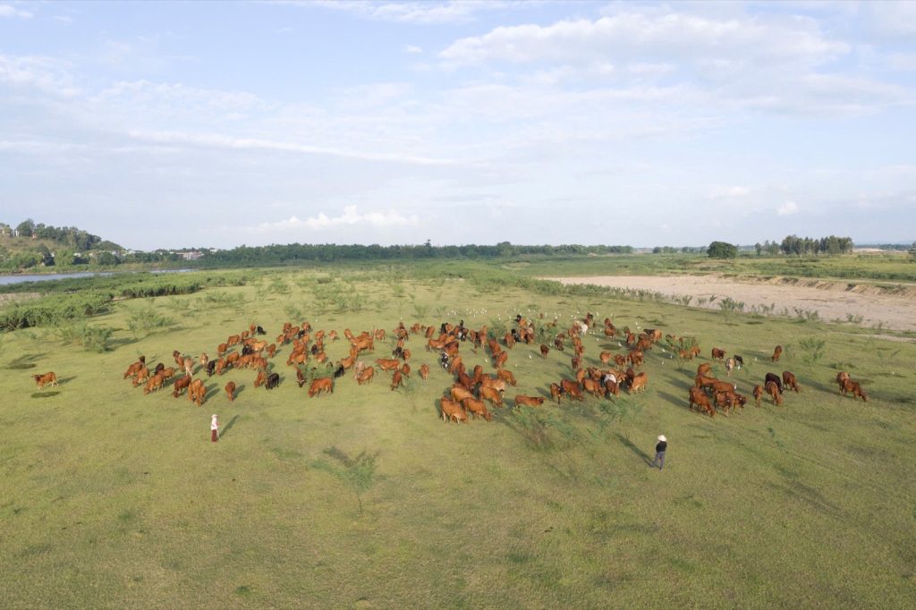 Aerial view of a cow herd on the meadow at Khe Tân Lake