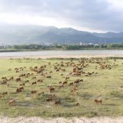 Herd of cows grazing on the meadow beside Khe Tân Lake, Da Nang