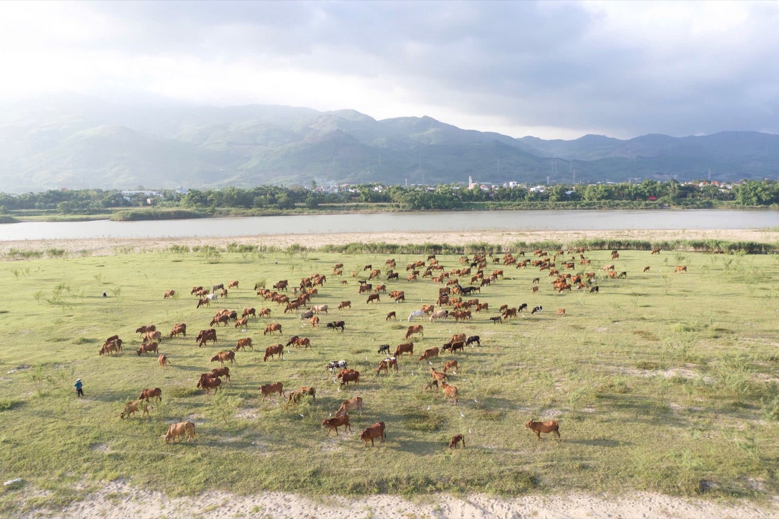 Herd of cows grazing on the meadow beside Khe Tân Lake, Da Nang