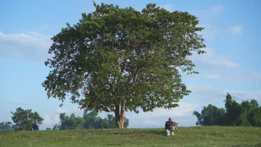 The lone tree on the meadow at Khe Tân Lake