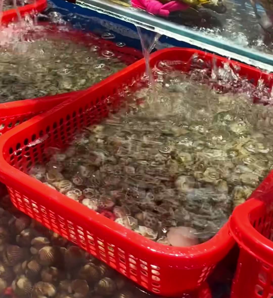 Live clams and shellfish in running-water tanks at Năm Đảnh seafood restaurant, Da Nang
